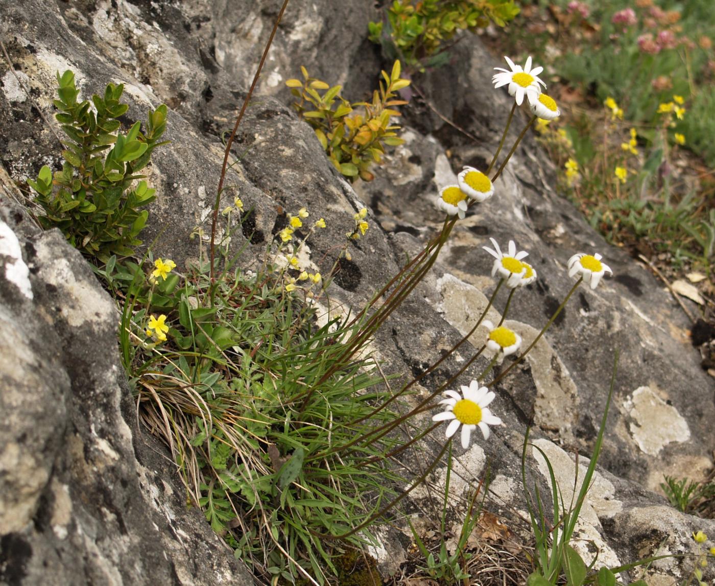 Ox-eye daisy, Grass-leaved plant